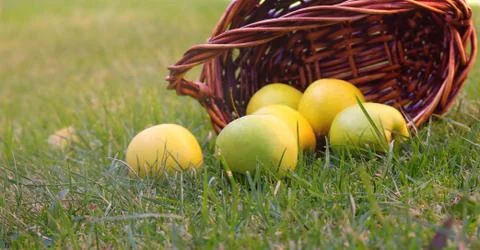 Apples in basket Stock Photos