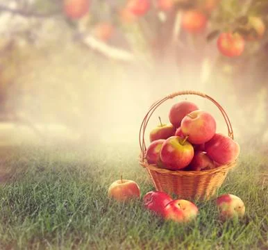 Apples in a Basket Stock Photos