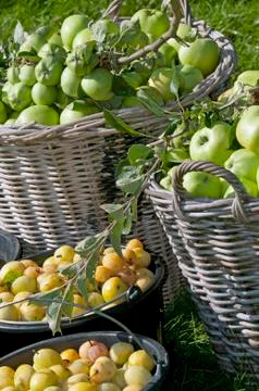 Apples in basket Фото