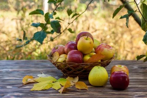 Apples in basket Stock-Fotos