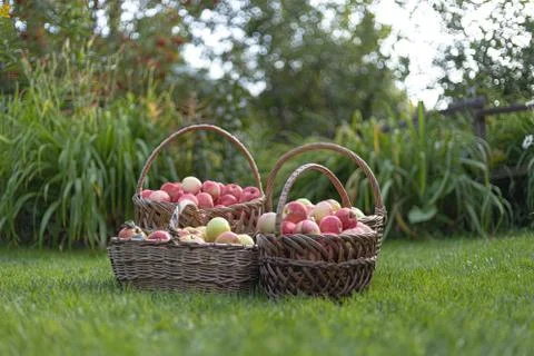 Apples in a basket Stock Photos