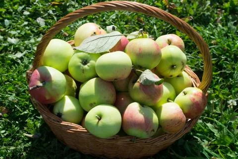 Apples in a basket Stock Photos