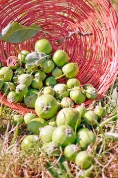 Apples in a Basket Vertical View Stock Photos
