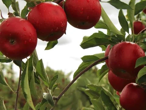 Apples To Be Picked 2 Stock Photos