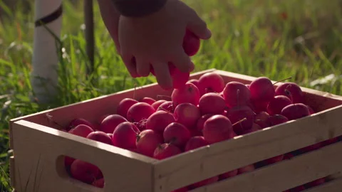 Apples being placed in Apple Box Stock Footage 270996020