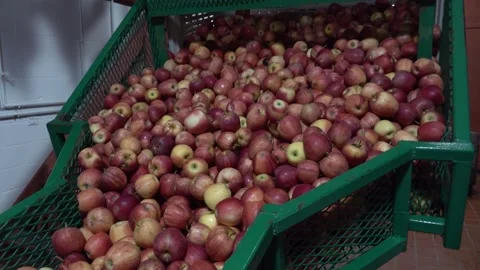 Apples Being Processed for Apple Cider Stock Footage 247502749