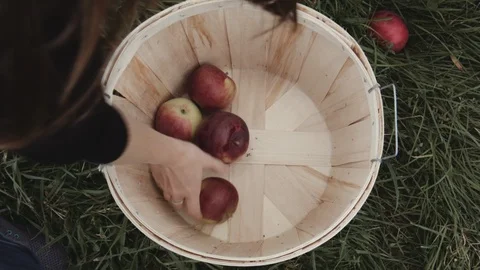Apples being put into a Basket. Stock Footage 94745788