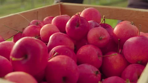 Apples being put in Basket Stock Footage 270996186
