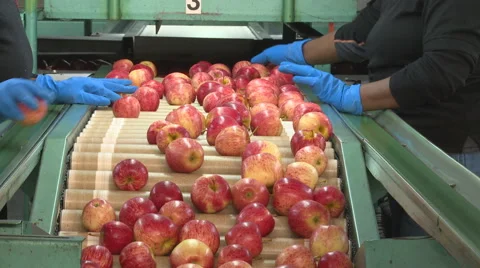 Apples being sorted  Stock Footage 55193741