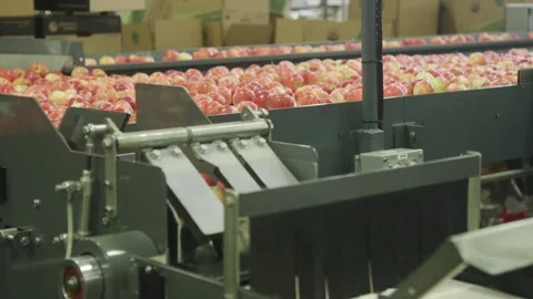 A apples being sorted out on assembly line Stock Footage 155454181