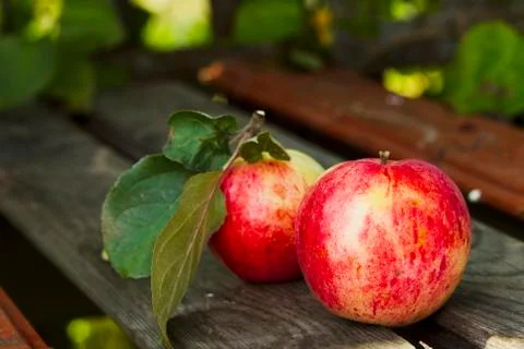 Apples on the bench Stock Photos