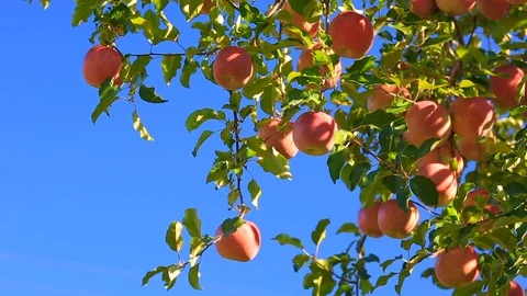 Apples with blue sky in the background. Stock Footage 97728022