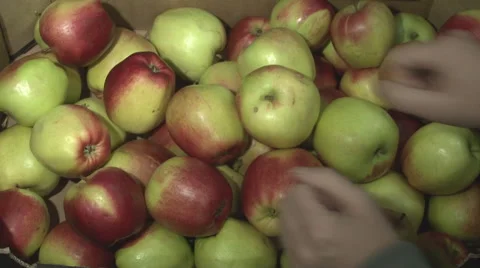 Apples In Box 库存影片 60609703