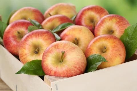 Apples in a box Stock Photos