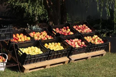 Apples in boxes at the exhibition Stock Photos