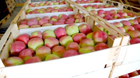 Apples in boxes Stock Footage 159197446