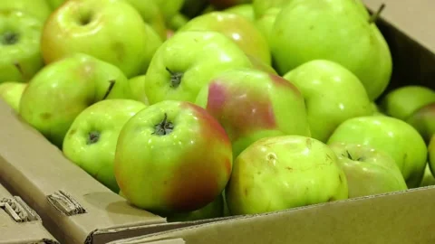 Apples in boxes. red ripe apples. Video stock 237213732