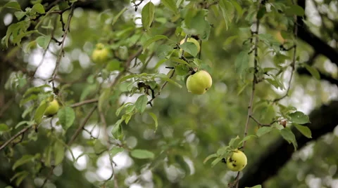 The apples on the branch after the rain Stock Footage 46533790
