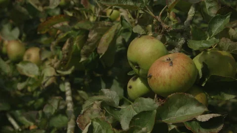 Apples on a branch in a breeze Video stock 140666625