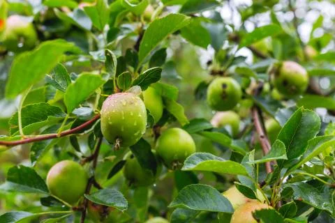 Apples on a branch close-up Stock Photos
