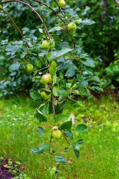 Apples on a branch close-up Stock Photos