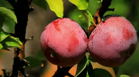 Apples on a branch Stock Footage 12154136