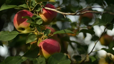 Apples on Branch Stock Footage 42562934