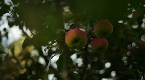 Apples on a Branch Stock Footage 42565561