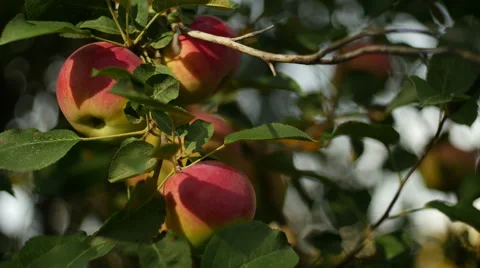 Apples on Branch Video stock 42565953