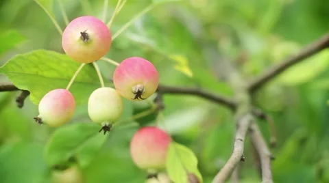 Apples on a branch Stock Footage 49556312