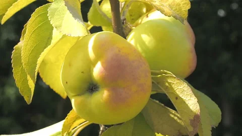 Apples on the branch. 库存影片 93329201