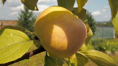 Apples on the branch. Stock Footage 93329202