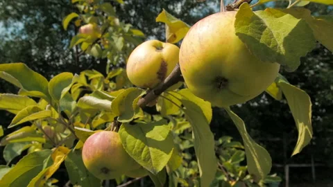 Apples on the branch. Stock Footage 93329218