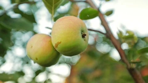 Apples on a branch Stock Footage 95287608