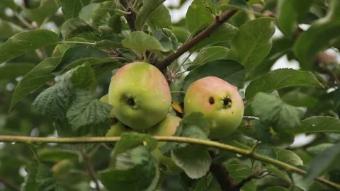 Apples on a branch Stockbeeldmateriaal 164869493