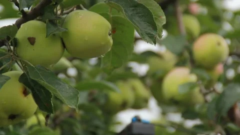 Apples on a branch Stockbeeldmateriaal 164869509