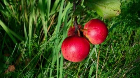 Apples on a branch. Stock Footage 319840545