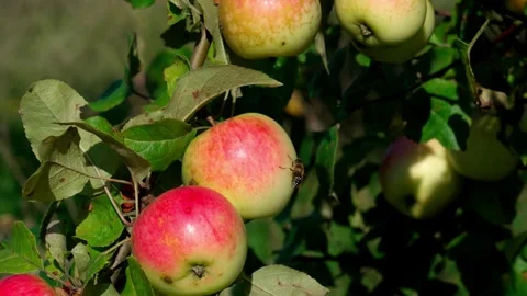 Apples on a branch. Stock-Footage 319840603