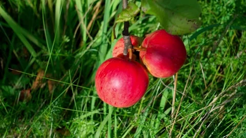 Apples on a branch. Stock-Footage 319840702