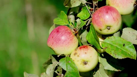 Apples on a branch. Stock-Footage 319840708