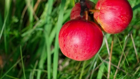 Apples on a branch. Stock-Footage 319840947
