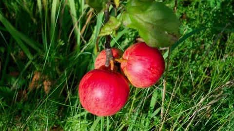 Apples on a branch. Stock-Footage 319841438