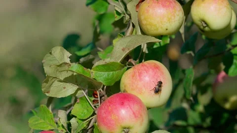 Apples on a branch. Stock Footage 319841514