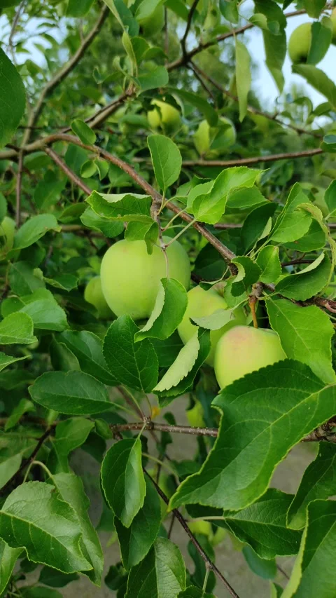 Apples on a branch in the garden 動画素材 340593111