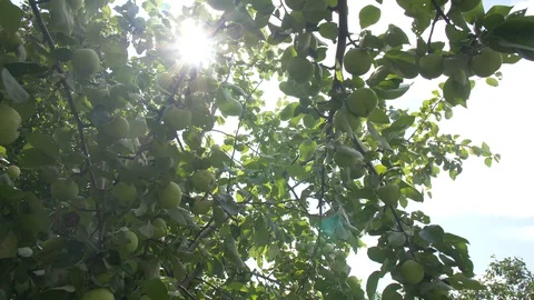 Apples on a Branch with the Glare of the Sun. Appletrees. Stock Footage 127794719