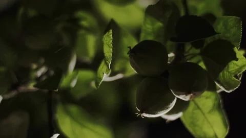 Apples on a branch at night Stock Footage 157215169