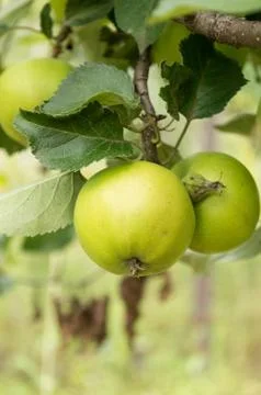 Apples on a branch Stock Photos