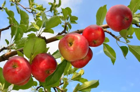 Apples on a branch Stock Photos