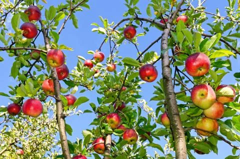 Apples on a branch Stock Photos