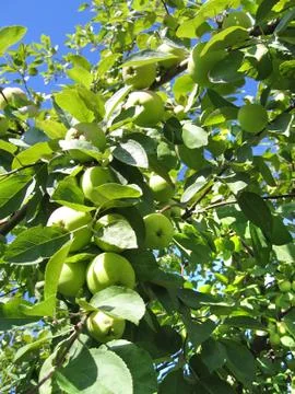 Apples on a branch Foto stock